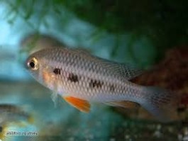 Crenicara punctulatum